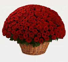 Премиум букет из: Розы в Светлом Саратовской области